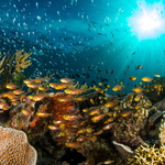 Podvečer na korálovém útesu...