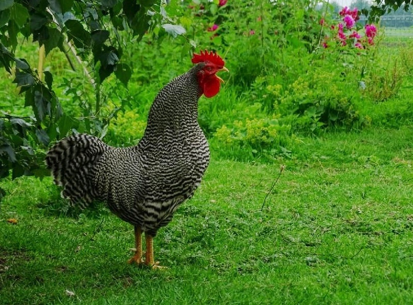 Budíček