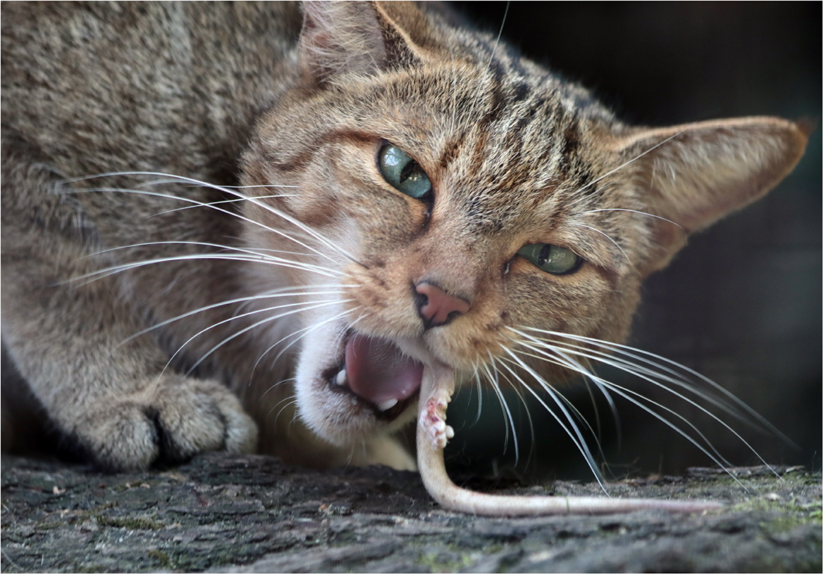Oběd (kočka divoká)