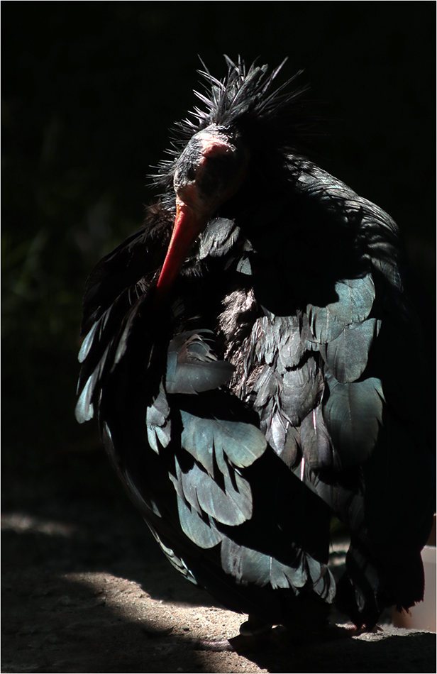 Mrchožrout (ibis skalní)