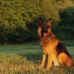 Rony