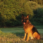 Rony 2