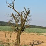 mrtvý trn