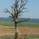 mrtvý trn 2
