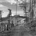 Odsud to je Kůrovcovo...