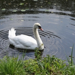 Nenič mi mé kruhy ...