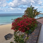 Rostliny na pobřeží.