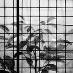 zeleň, městská verze