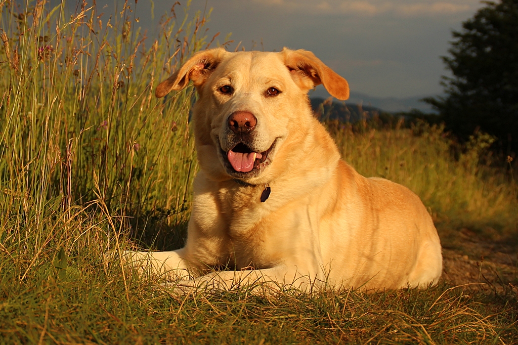 Sunny