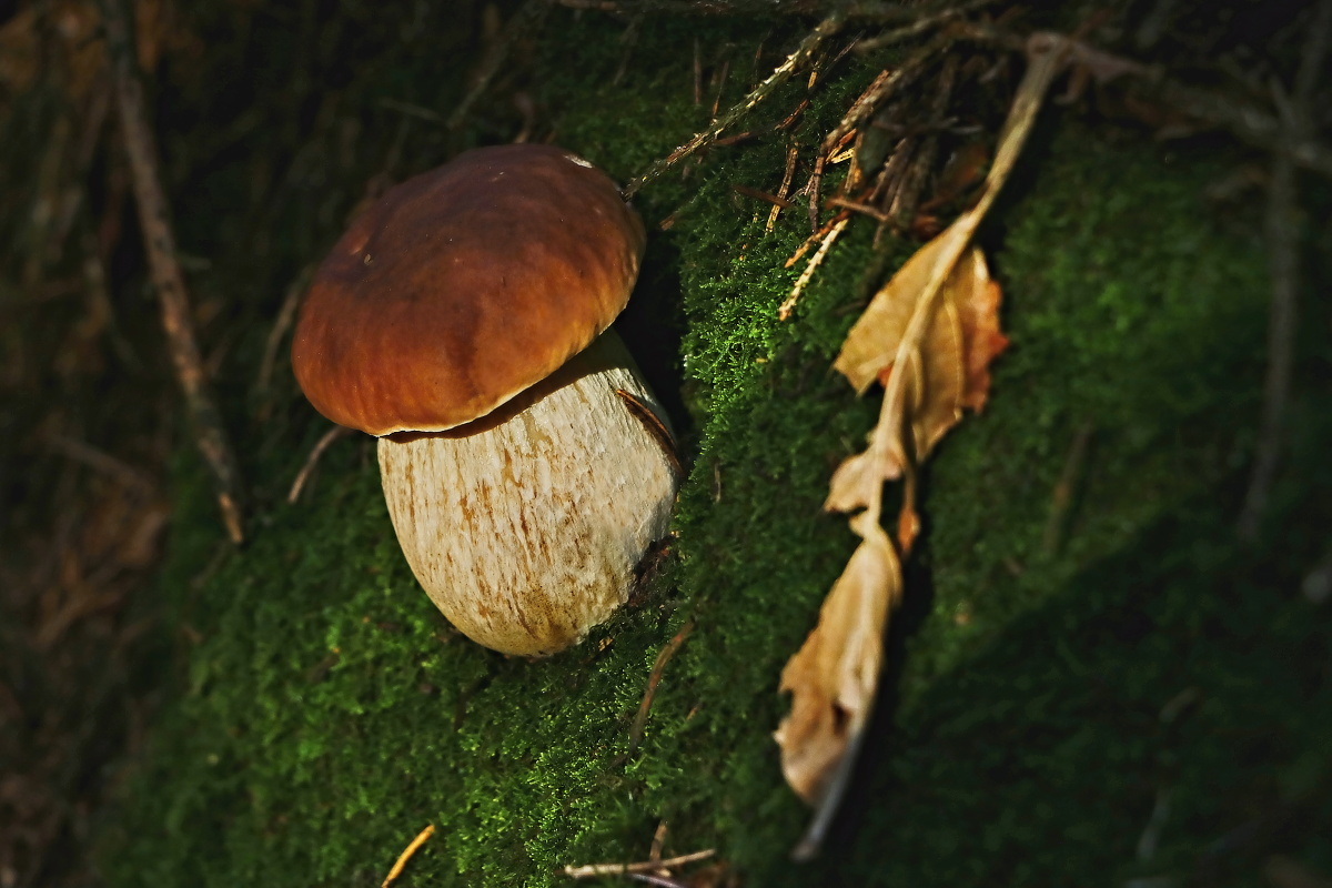 smrkový