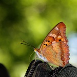 co tam máš Drahošku dobrého