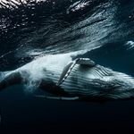 Tonga 09/2018 fotka č.2