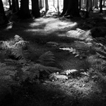 lesní světlo a stín