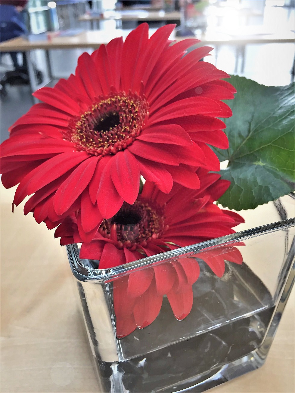 Gerbery