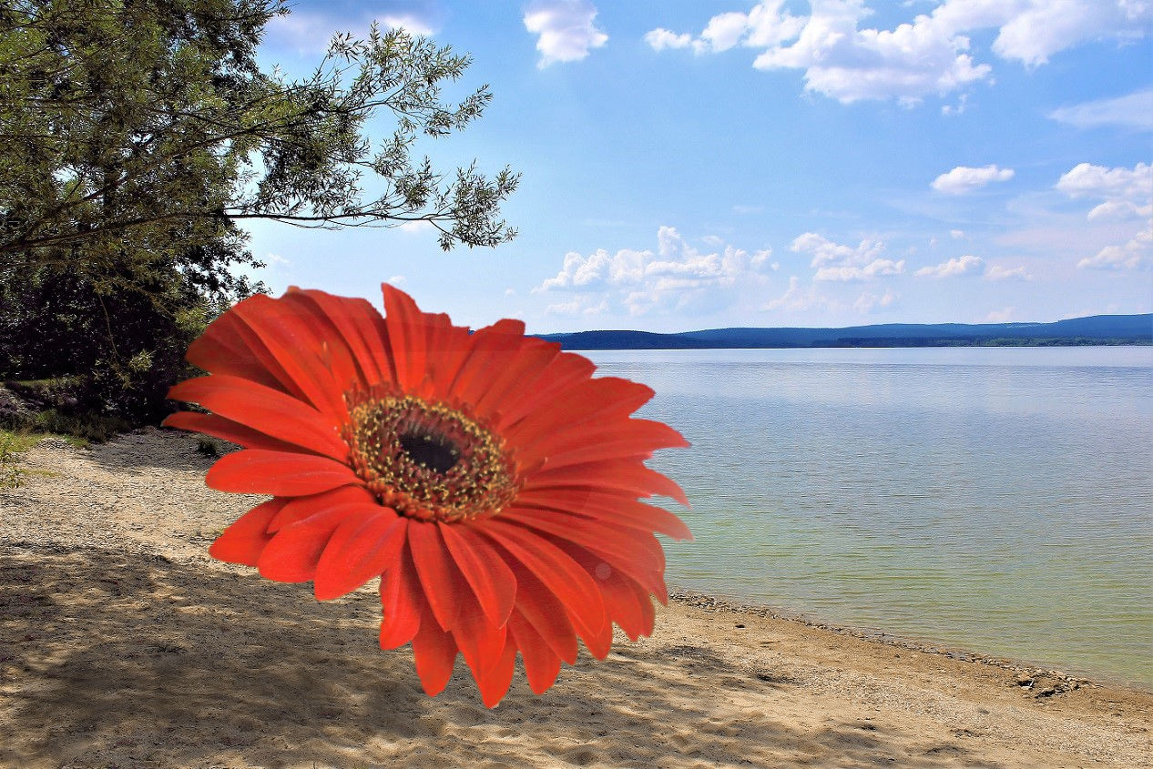 Gerbera