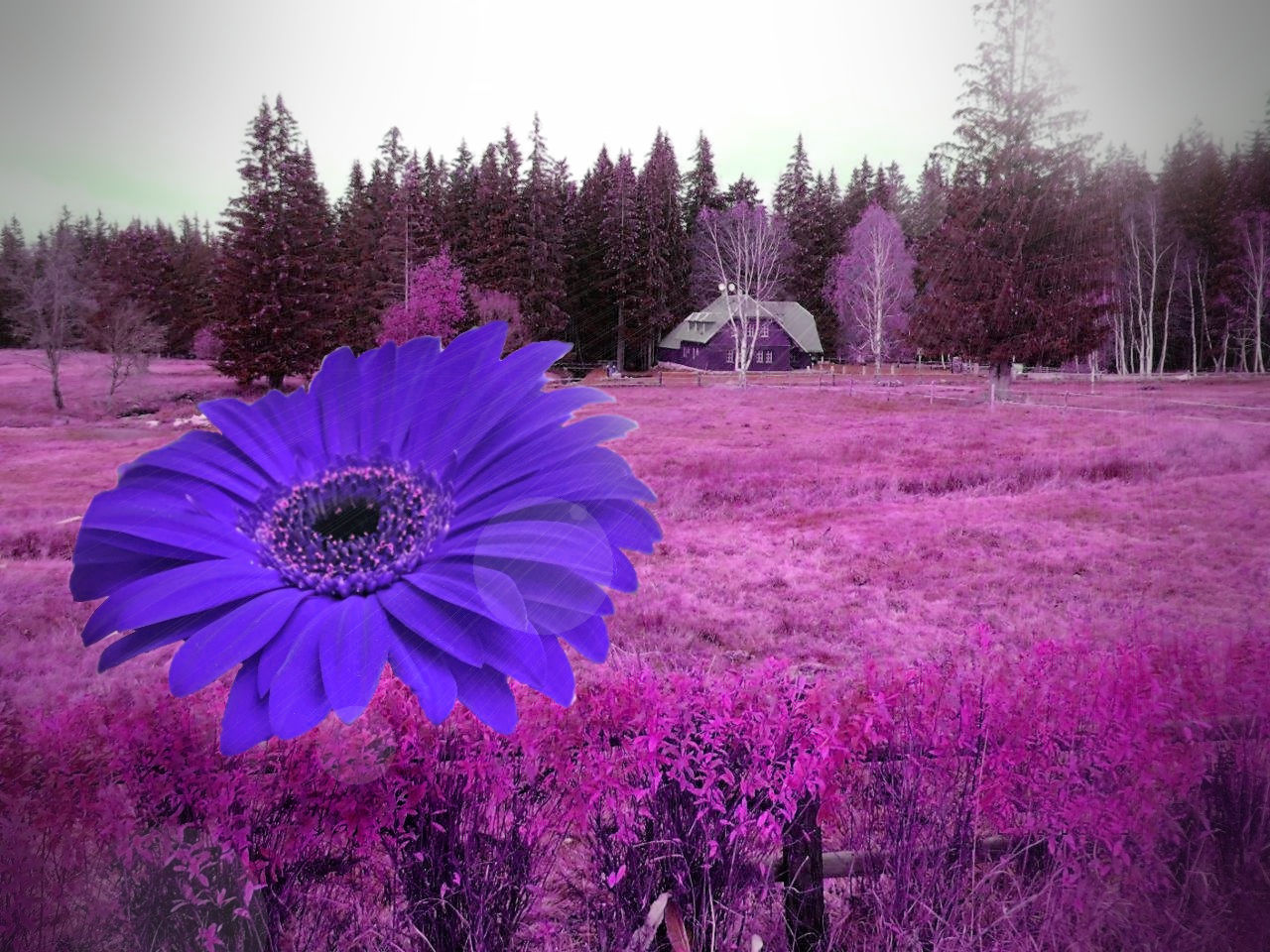 Gerbera