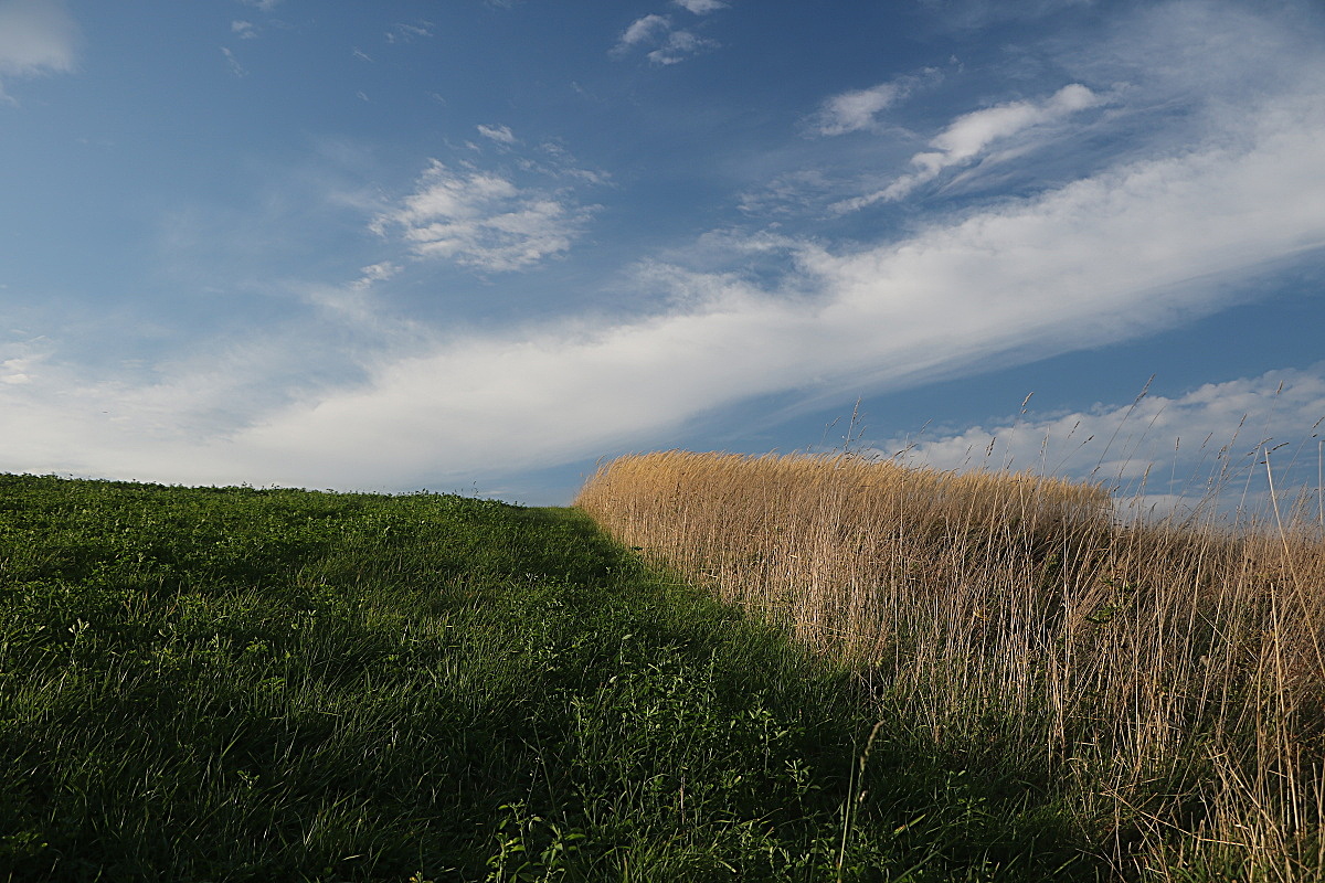 polní