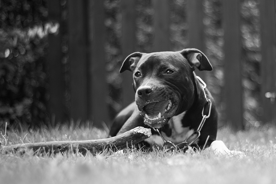 Roxy