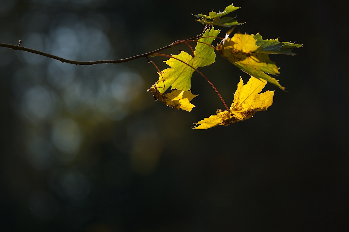 kapka do inflačního bazénu