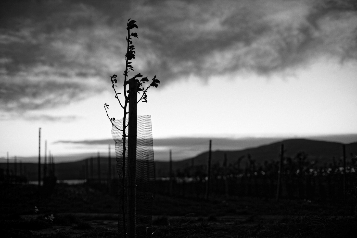 soumrak nad vinohradem / 2