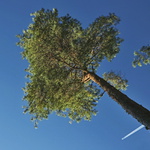 bor