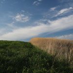 polní