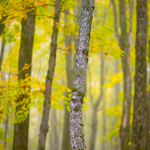 cast stromku v podzimni prirode
