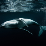 Tonga 09/2018 fotka č.3