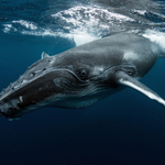 Tonga 09/2018 fotka č.4