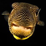 Čtverzubec Arothron mappa