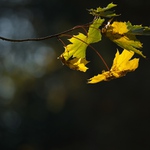 kapka do inflačního bazénu