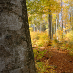 podzimní les 4