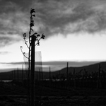 soumrak nad vinohradem / 2