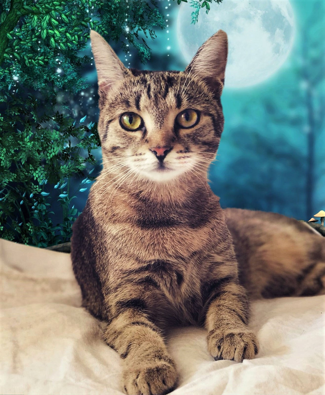 Minka