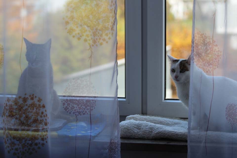Minka a Muci