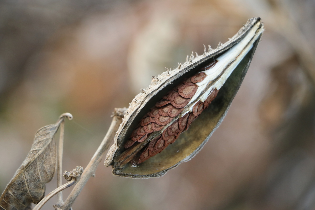 semenáč