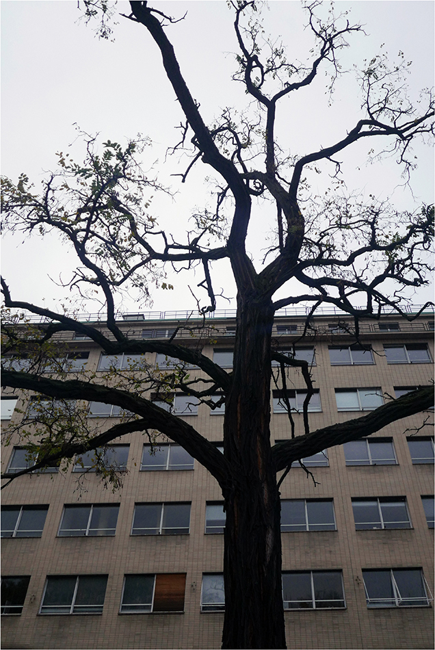 Urban tree