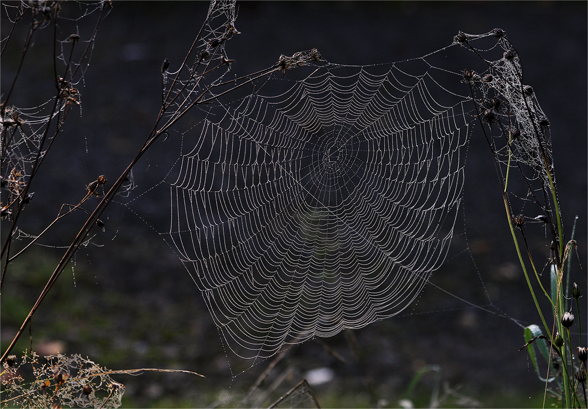 Když pavučinky tak pavučinky