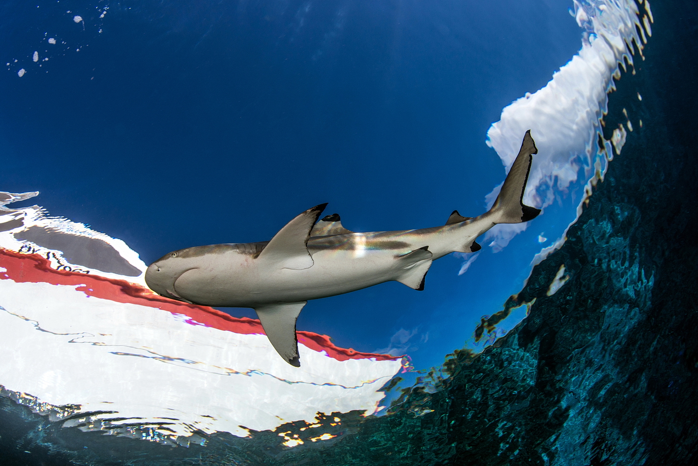 Shark in the Sky