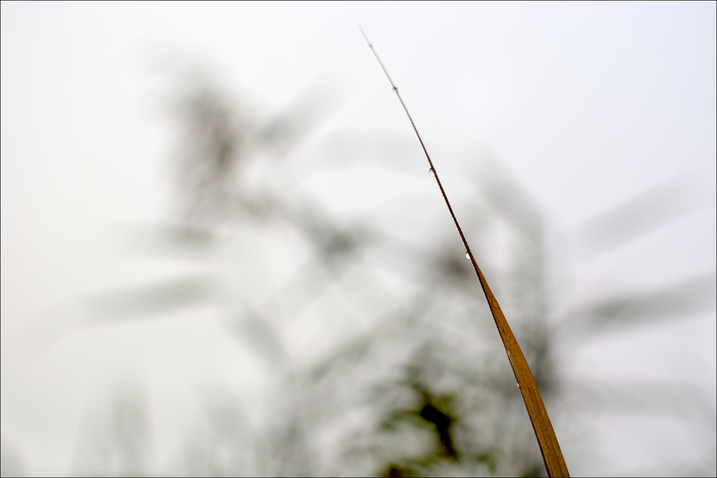 Solitér