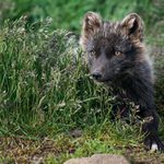 ..lišče islandské..