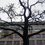 Urban tree
