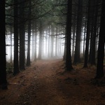 Cesta z lesa na lanovku.