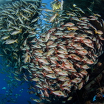 I pod hospodou je živo