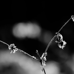 mráz kopřivu jak kdy