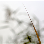 Solitér