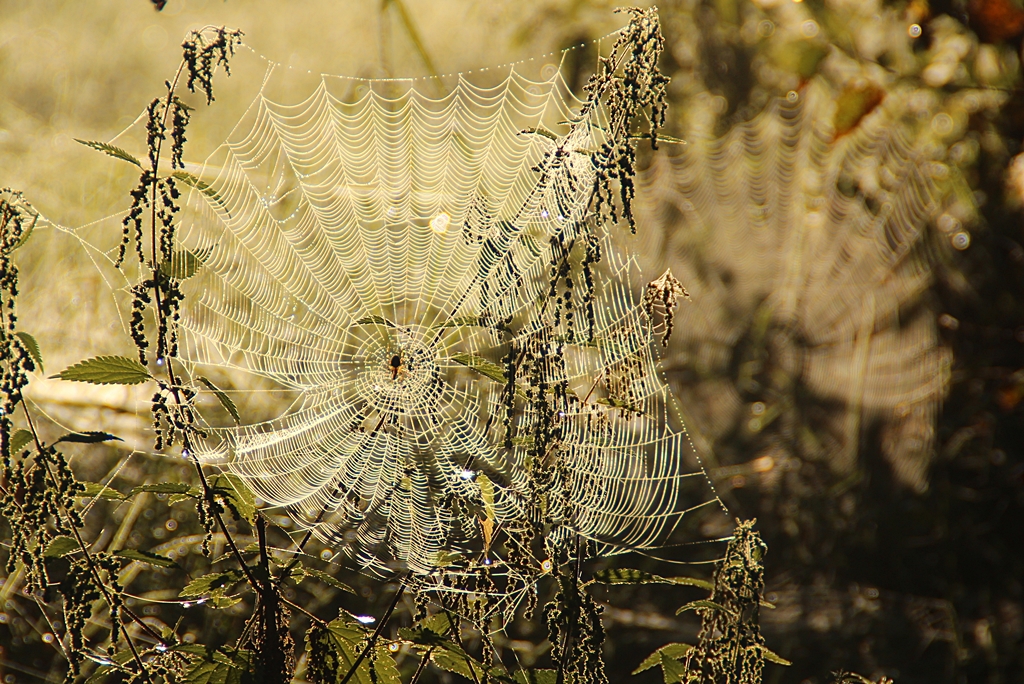 "Keď pavúk svoje siete dotká..."