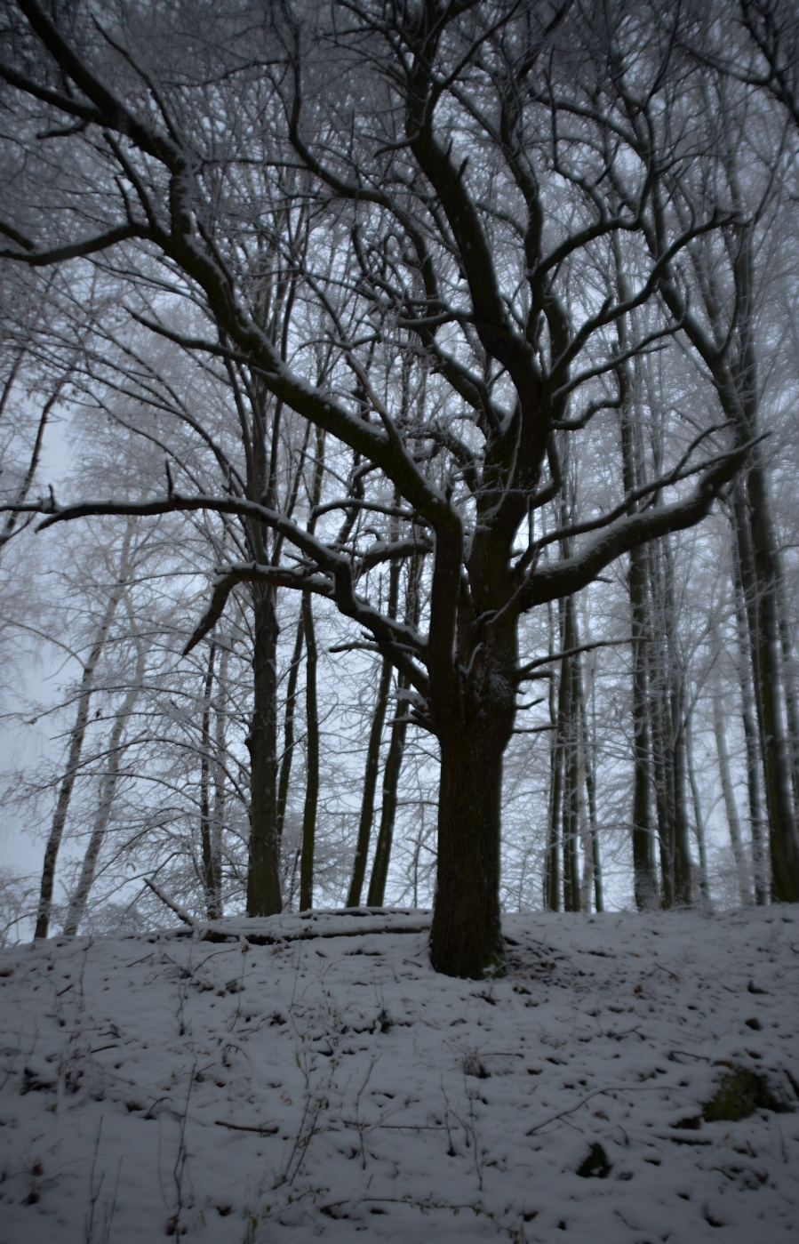 Podvečerní