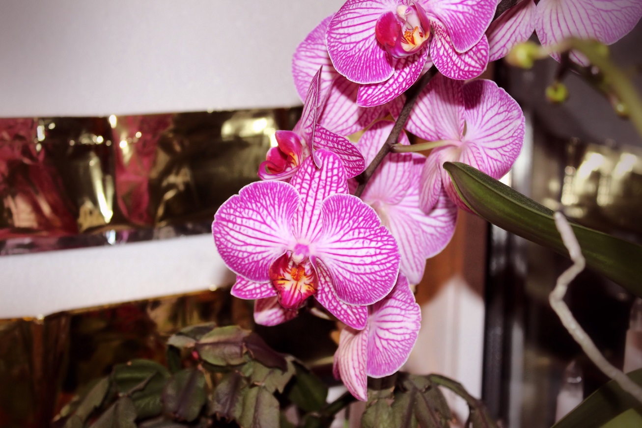 Orchidee