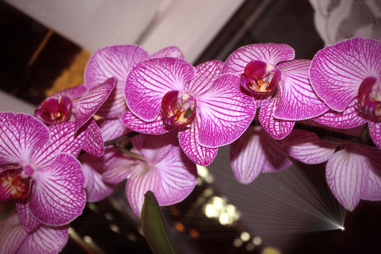 Orchidee